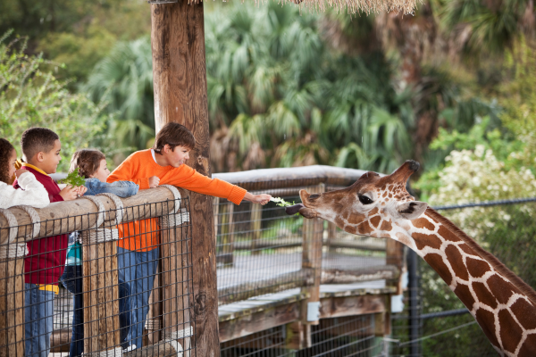 Visitando o Zoológico com Crianças Autistas